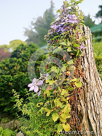 A tree in the The Buchart Garden in Vancouverã€‚ Stock Photo